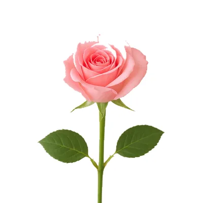 Una rosa rosa