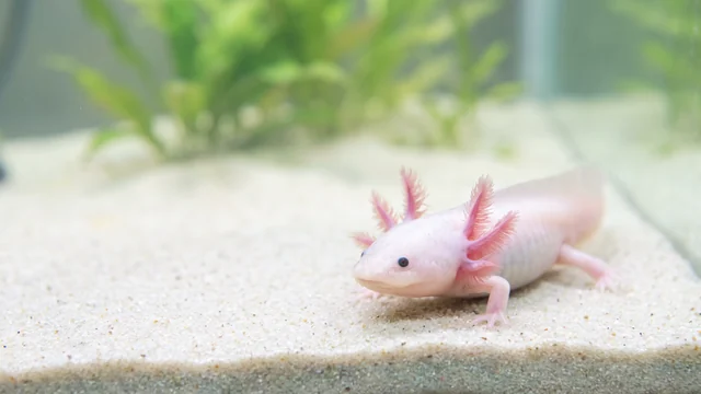 Un axolotl rosa con le branchie piumate ai lati della testa riposa sulla sabbia sul fondo dell’acqua