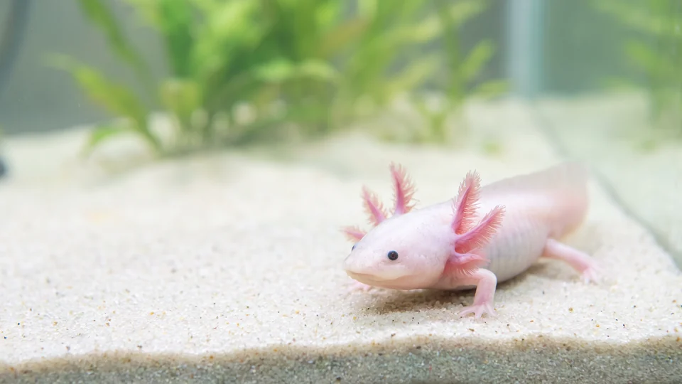 Un axolotl rosa con le branchie piumate ai lati della testa riposa sulla sabbia sul fondo dell’acqua