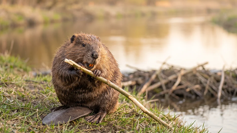 Un castoro bruno seduto sulla riva di un fiume rosicchia un ramo, con i denti arancioni ben visibili