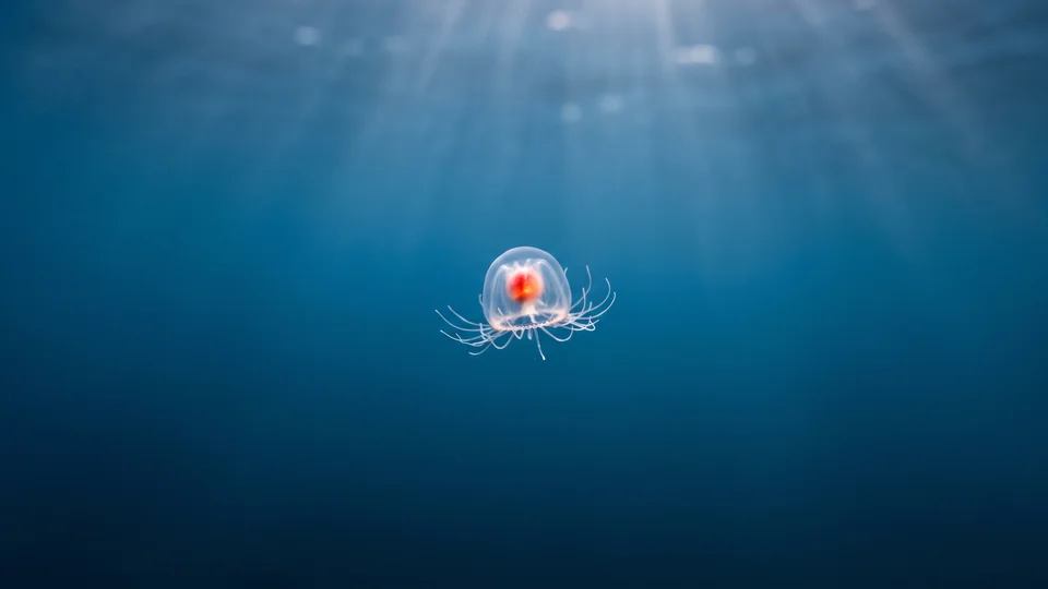 Una piccola medusa trasparente con lo stomaco rosso al centro galleggia nell’acqua blu del mare