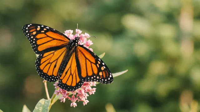 Una farfalla monarca con le ali arancioni e nere aperte, posata su un fiore rosa di asclepiade
