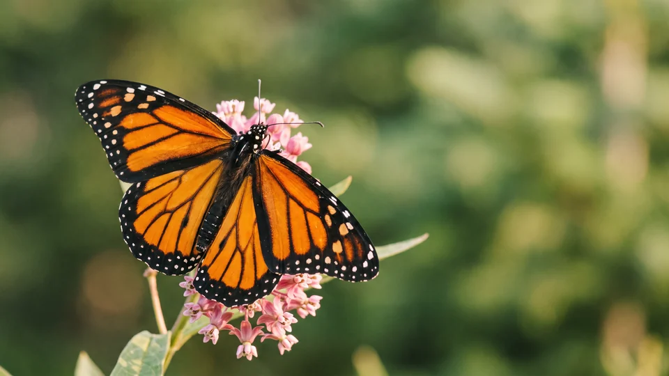 Una farfalla monarca con le ali arancioni e nere aperte, posata su un fiore rosa di asclepiade