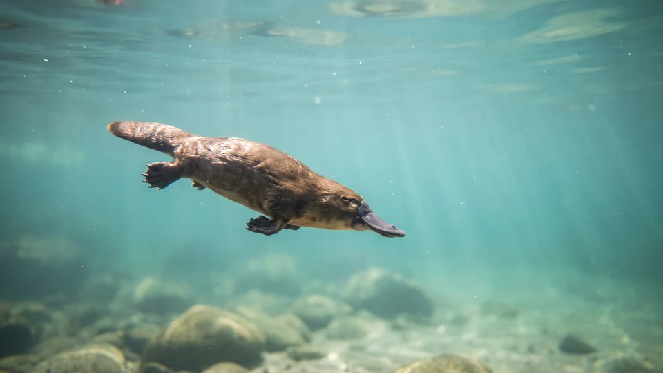 Un ornitorinco marrone nuota in un fiume limpido, con il becco piatto e le zampe palmate