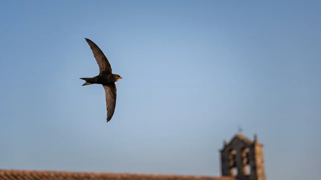 Un rondone scuro con le ali lunghe e strette vola nel cielo azzurro sopra i tetti di un paese italiano