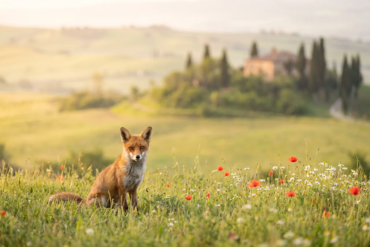 Una volpe rossa seduta in un prato fiorito, con le colline e i cipressi della campagna italiana sullo sfondo