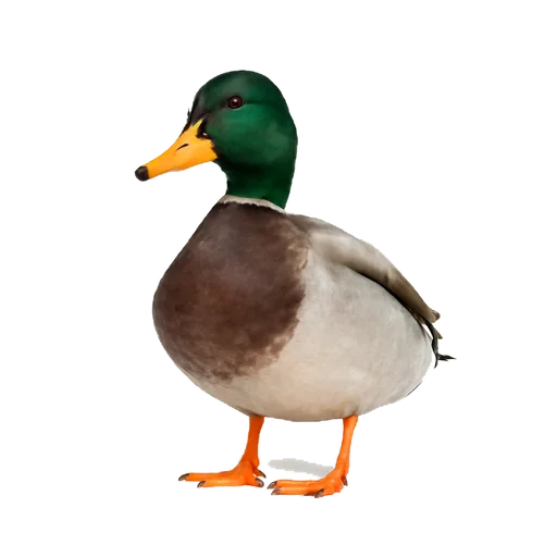 Un’anatra