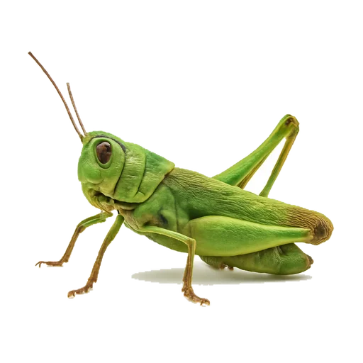 Una cavalletta