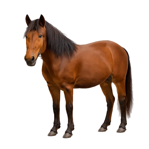 Un cavallo