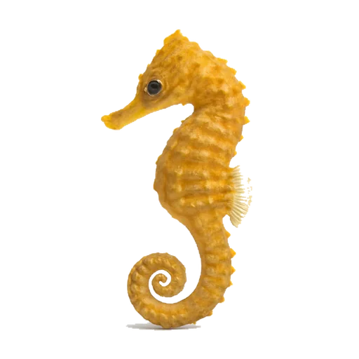 Un cavalluccio marino