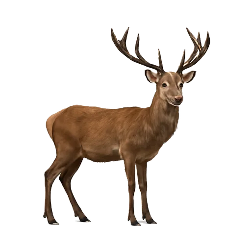 Un cervo