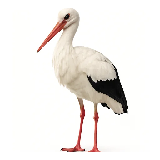 Una cicogna