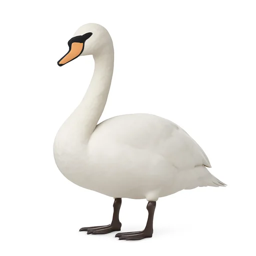 Un cigno