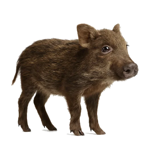 Un cinghiale