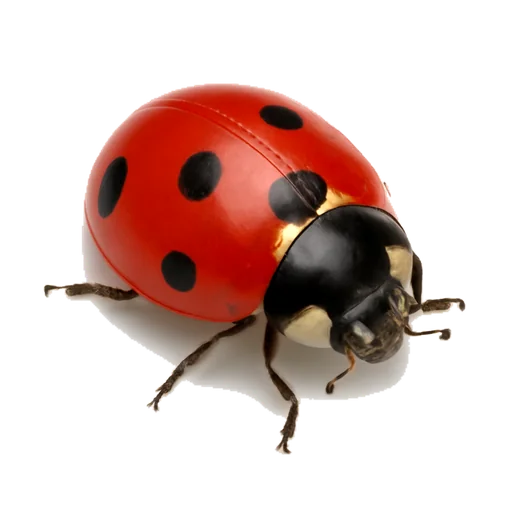 Una coccinella