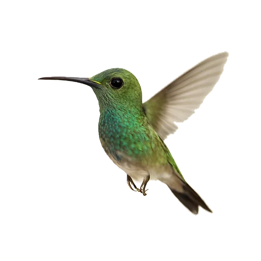 Un colibrì