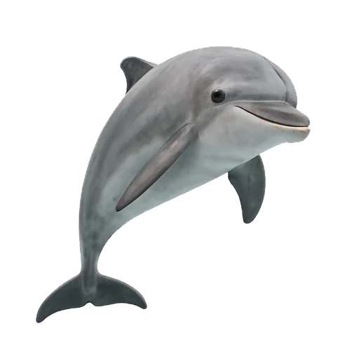 Un delfino