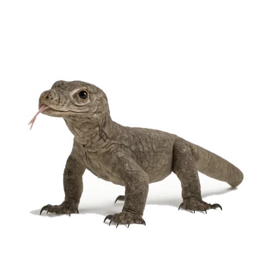 Un drago di Komodo