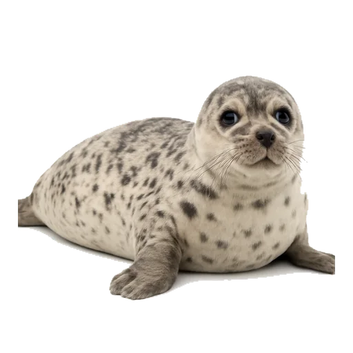 Una foca