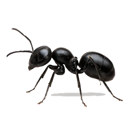 Una formica