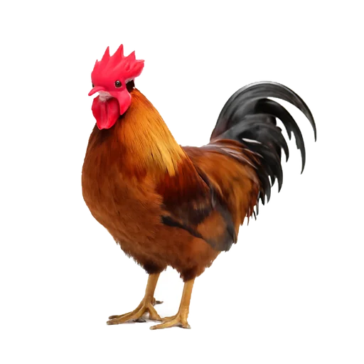 Un gallo