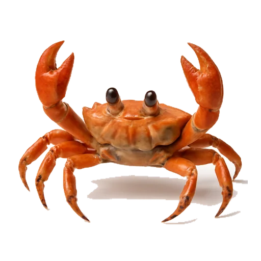 Un granchio