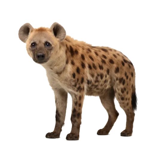 Una iena