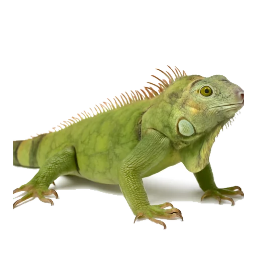 Un’iguana