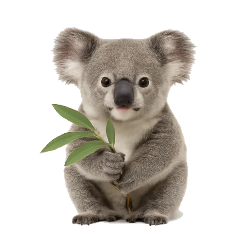 Un koala