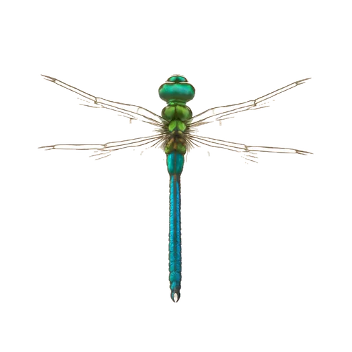 Una libellula