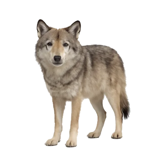 Un lupo