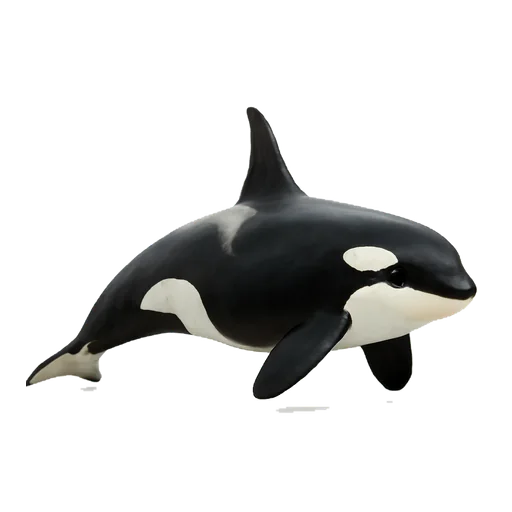 Un’orca