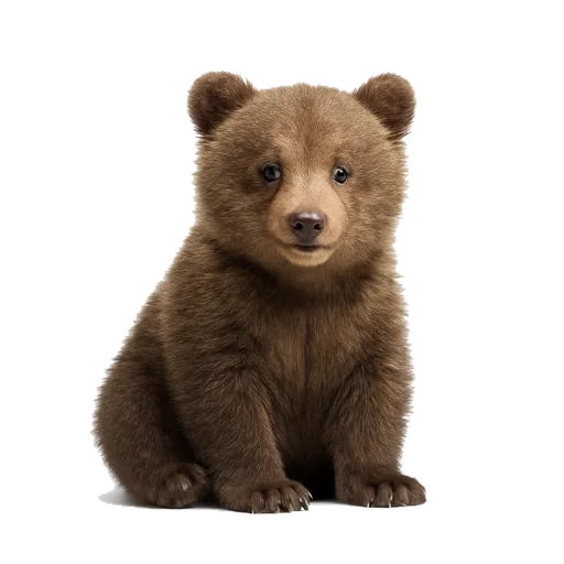 Un orso