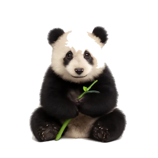 Un panda