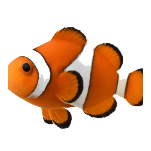 Un pesce pagliaccio