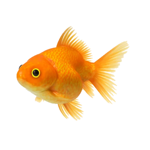 Un pesce rosso