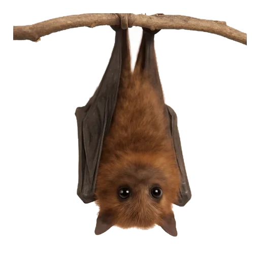 Un pipistrello