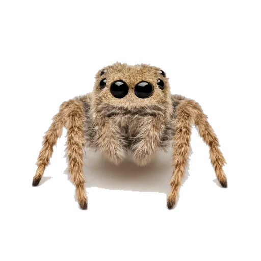 Un ragno