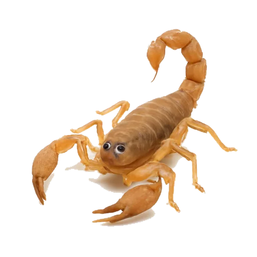 Uno scorpione