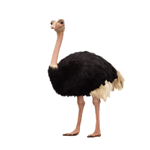 Uno struzzo