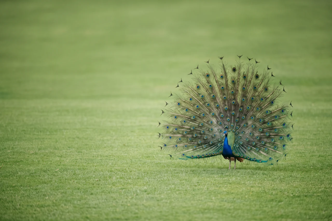 Un pavone con la coda colorata tutta aperta su un prato verde