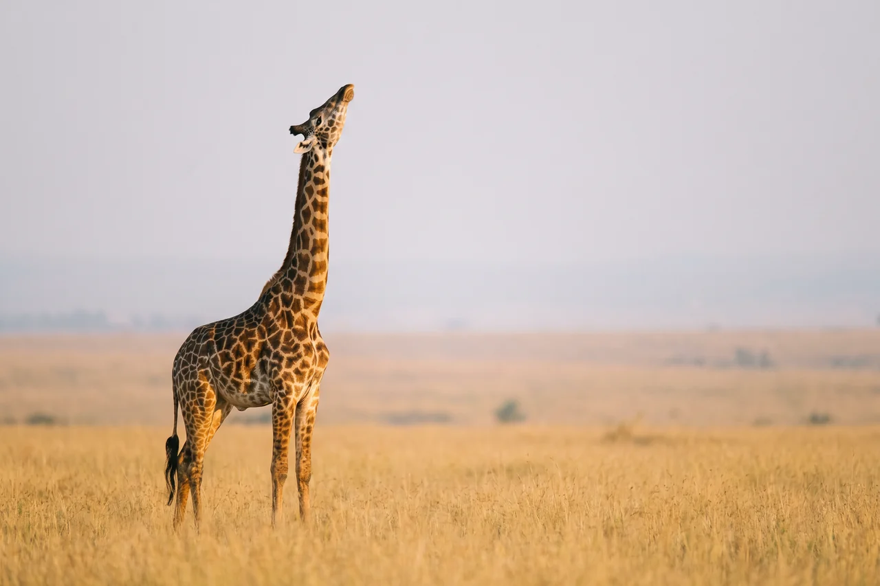 Una giraffa alta con il collo lungo, in piedi nella savana dorata