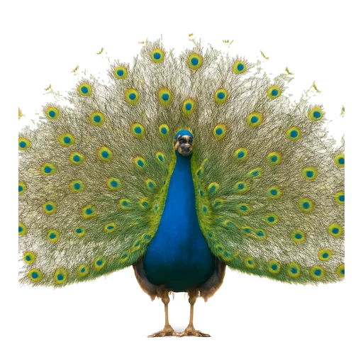 Illustrazione: vanitoso