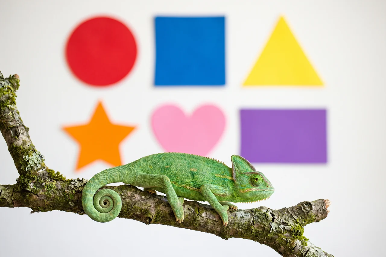 Un camaleonte verde su un ramo davanti a forme colorate: un cerchio, un quadrato, un triangolo, una stella, un cuore e un rettangolo