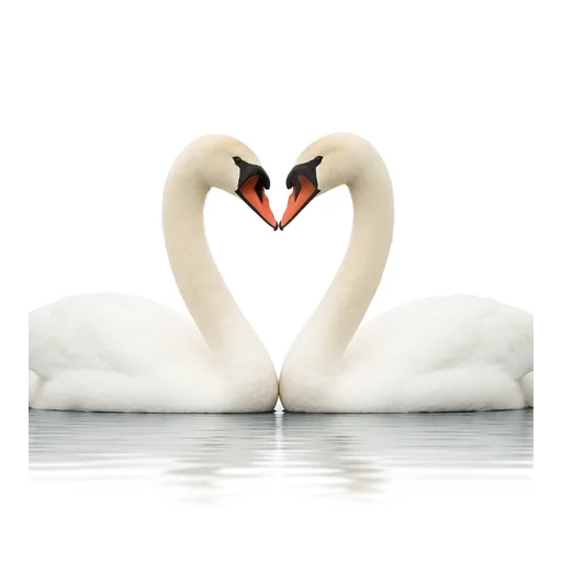 Il cuore