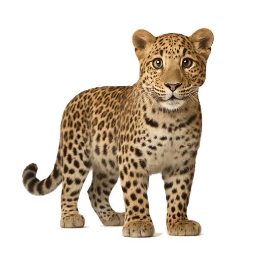 Maculato / maculata