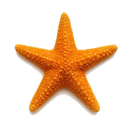 La stella