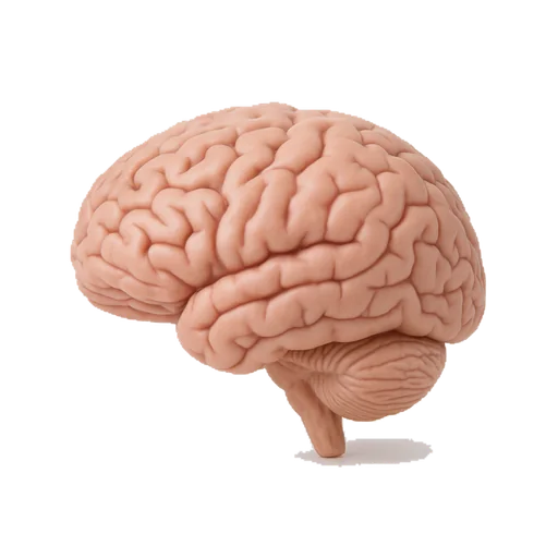 Il cervello