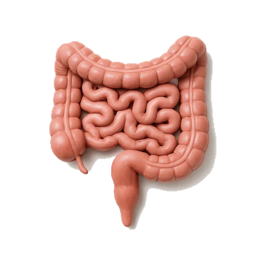 L’intestino