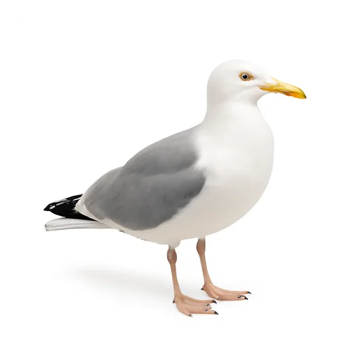 Una gaviota
